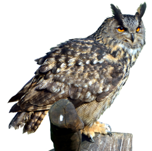 Owl PNG-26790